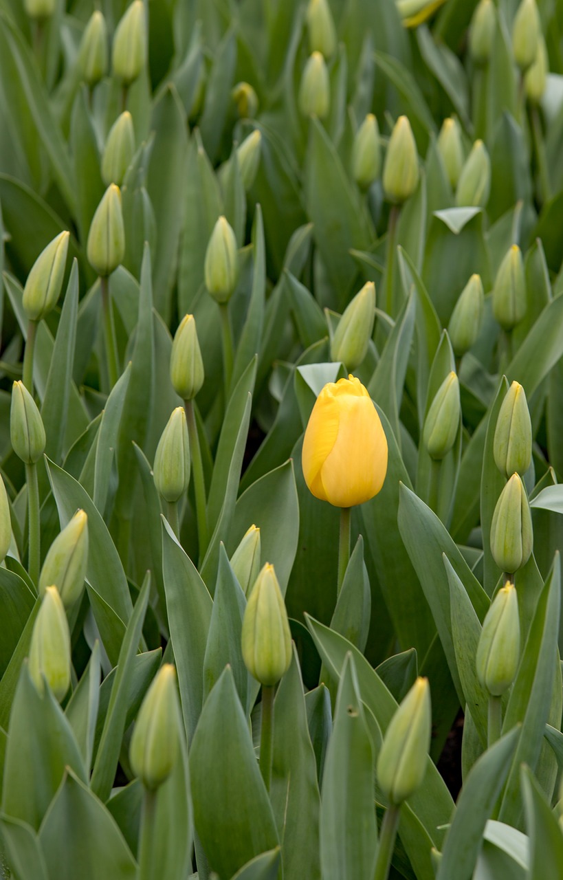 keukenhof  lisse  holland free photo