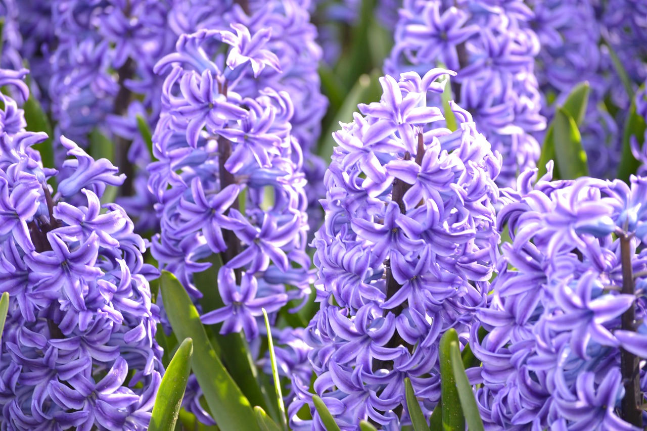 keukenhof  flowers  holland free photo