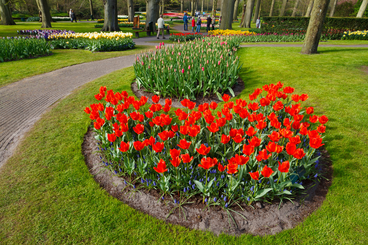 tulips tulip colorful free photo