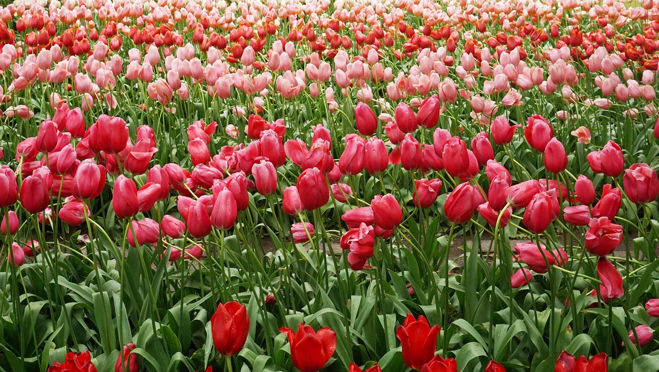 keukenhof tulip background wallpaper free photo