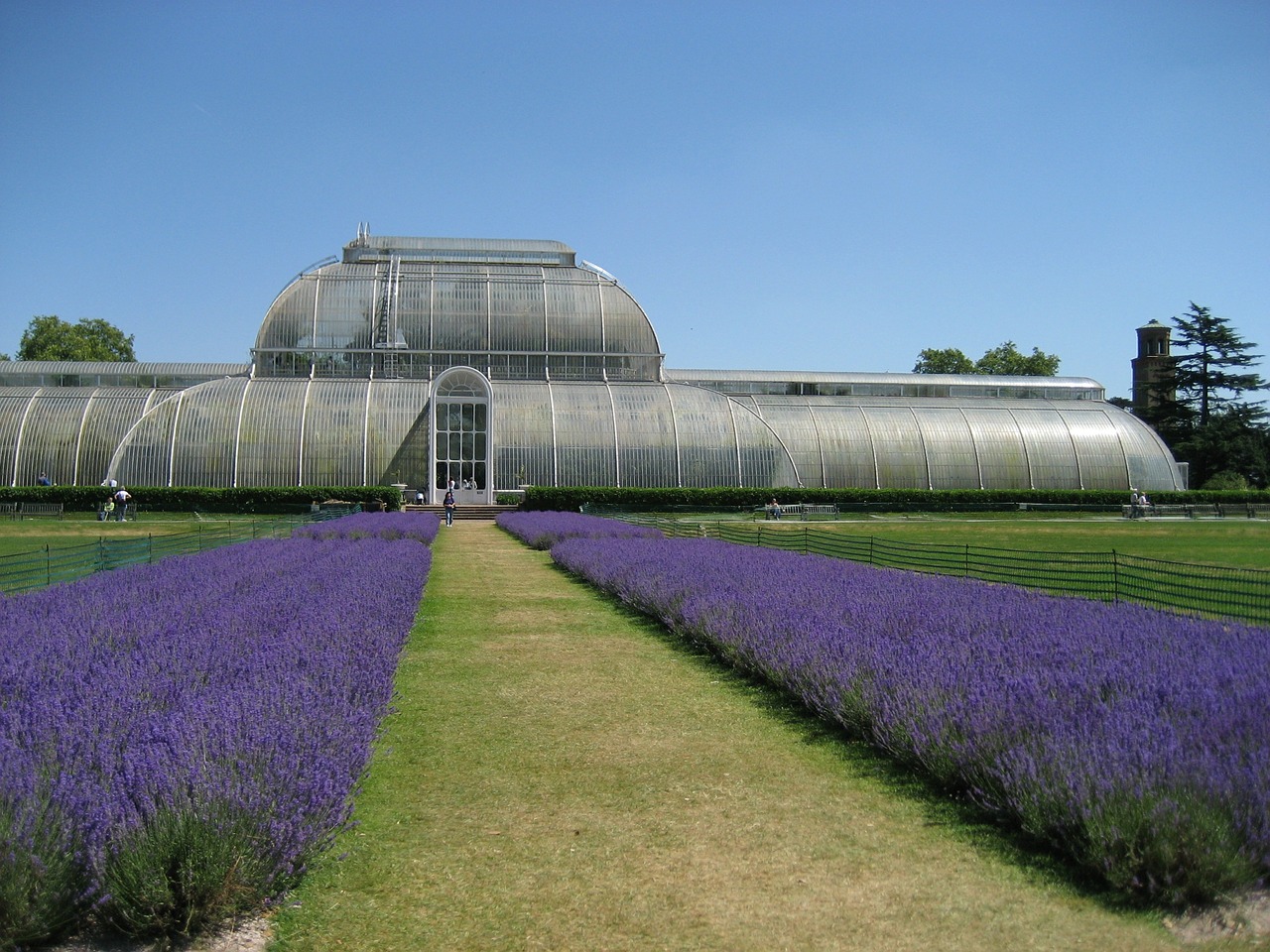 kew gardens lavender london free photo