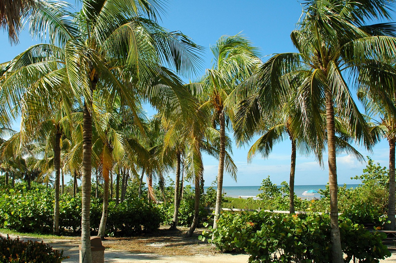 key west florida tropical free photo