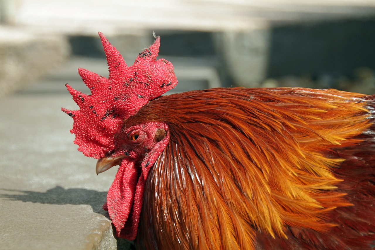 key west  rooster  poultry free photo