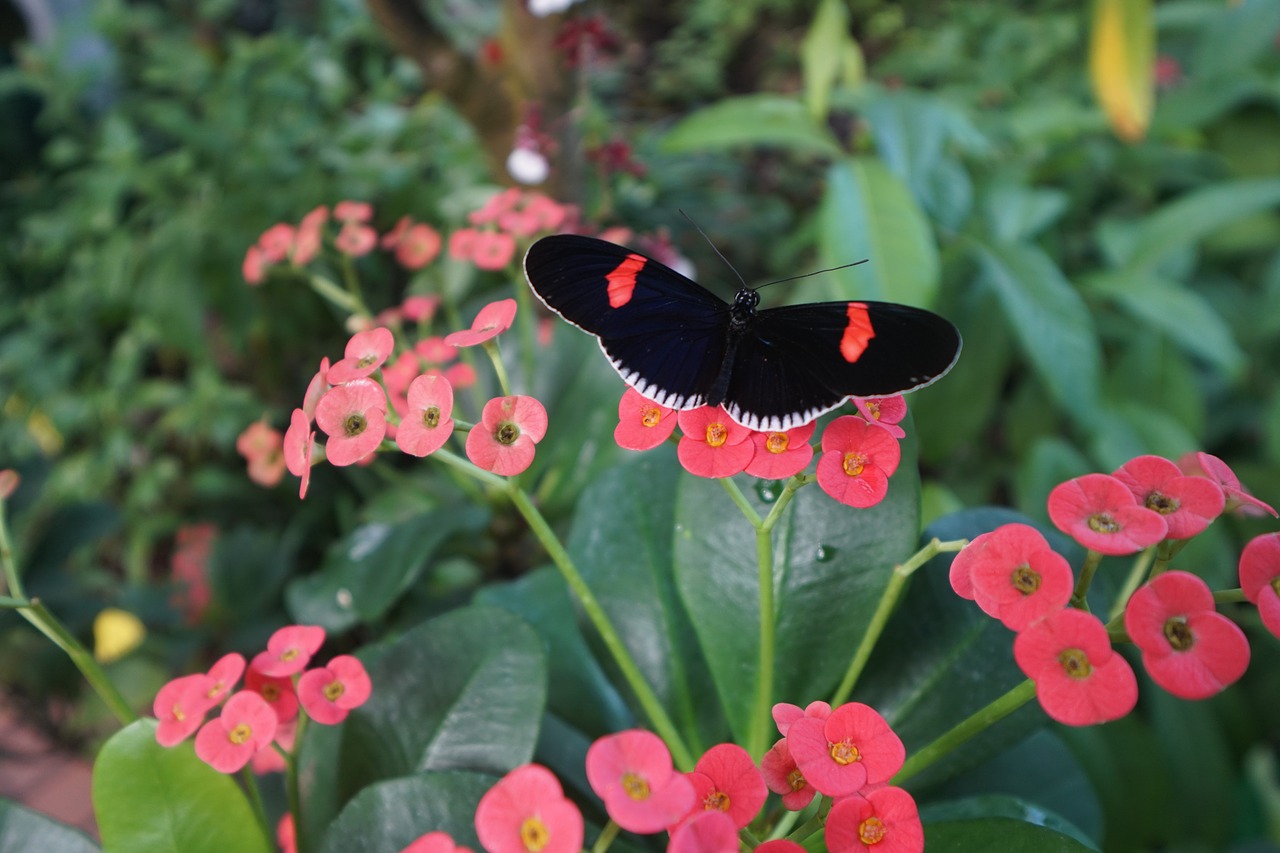 key west  butterfly  nature free photo
