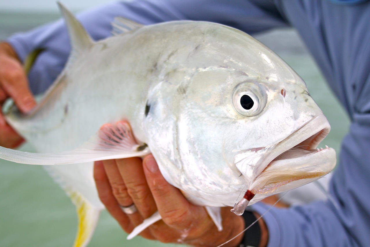 key west florida fishing free photo