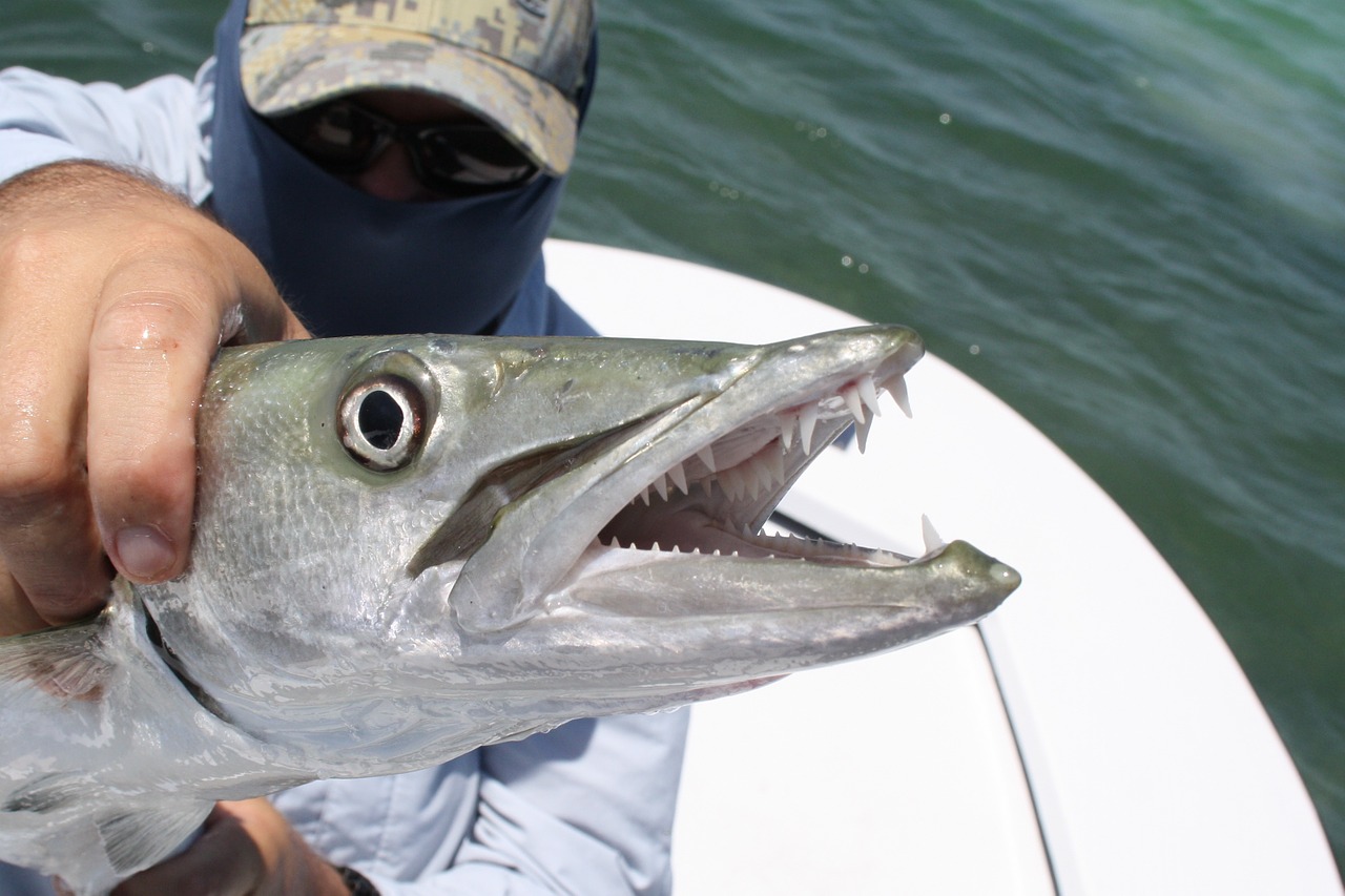 key west florida fishing free photo