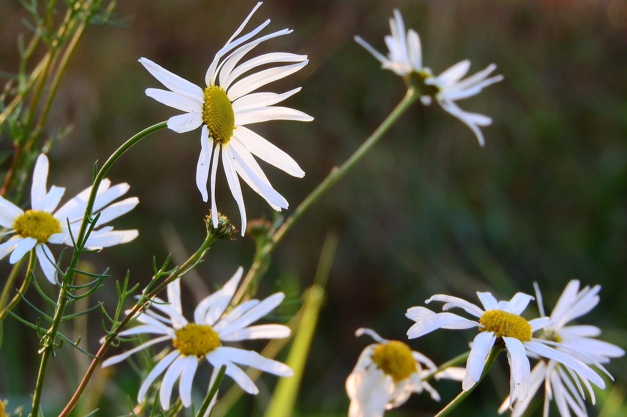 keywords fotomontáž white flowers meadow free photo