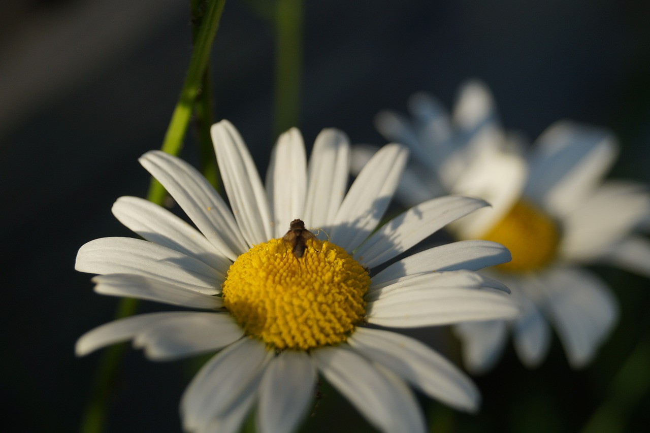 keywords fotomontáž insect flower free photo