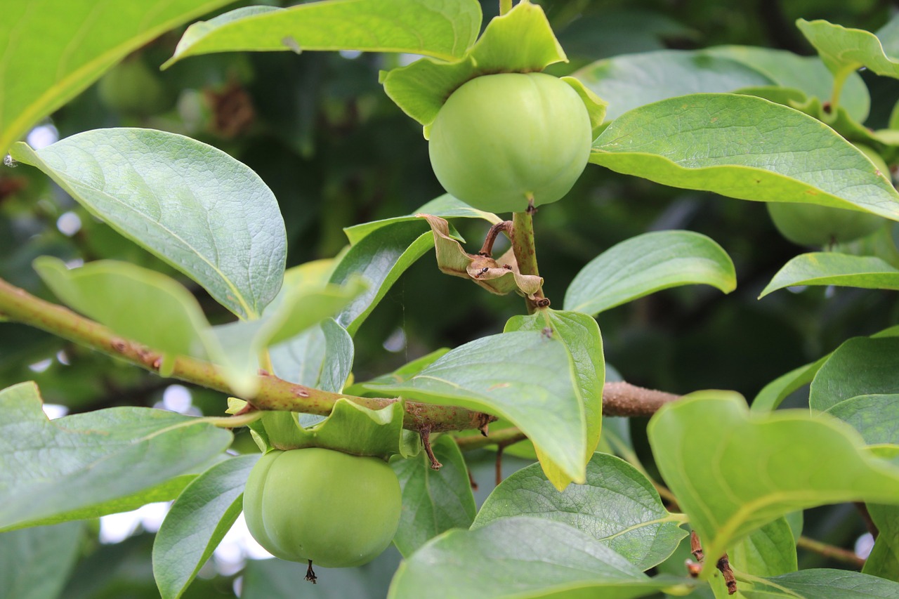 khaki unripe persimmons autumn fruits free photo