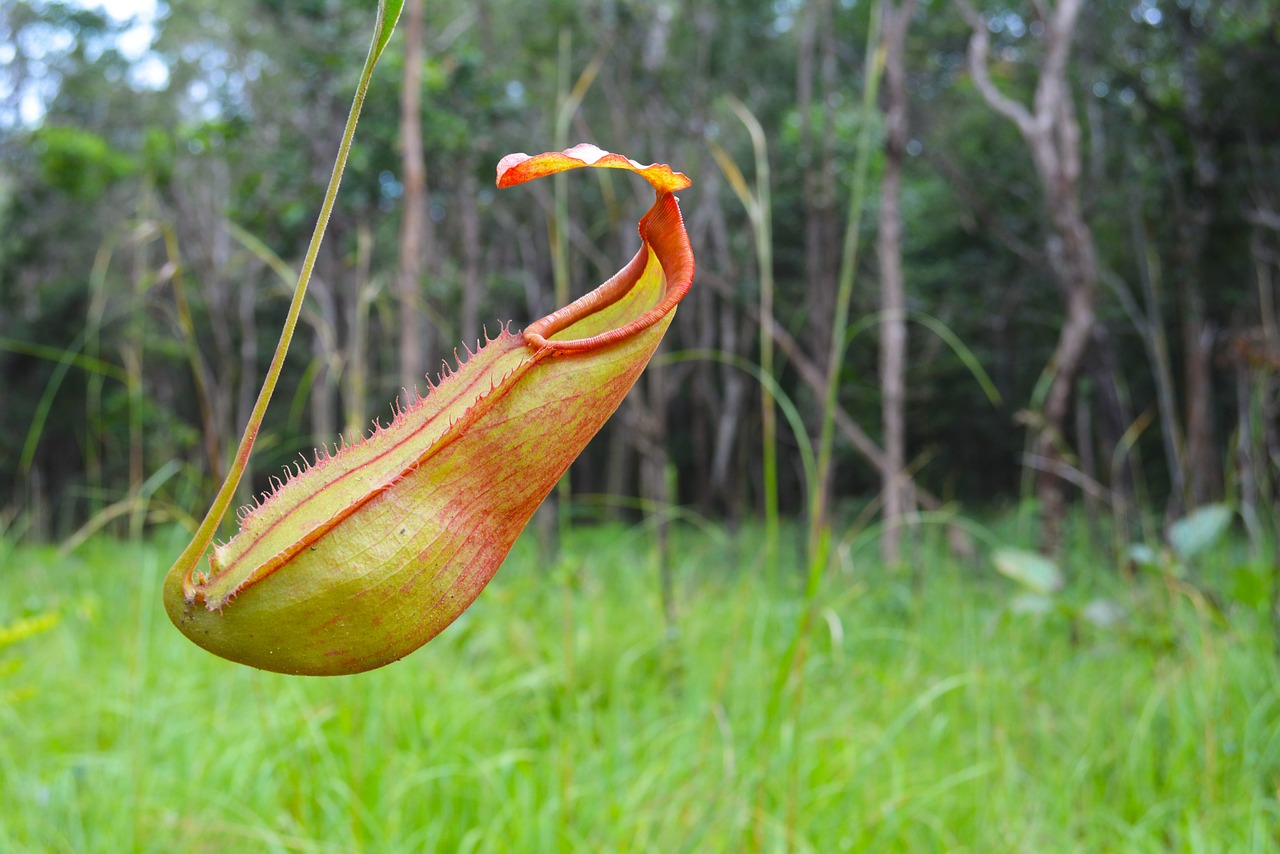 khmer cambodia lonely flower free photo