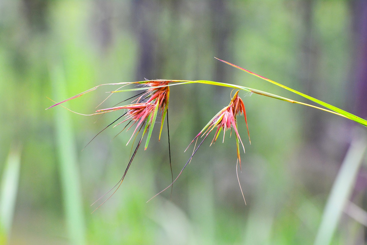 khmer cambodia lonely flower free photo