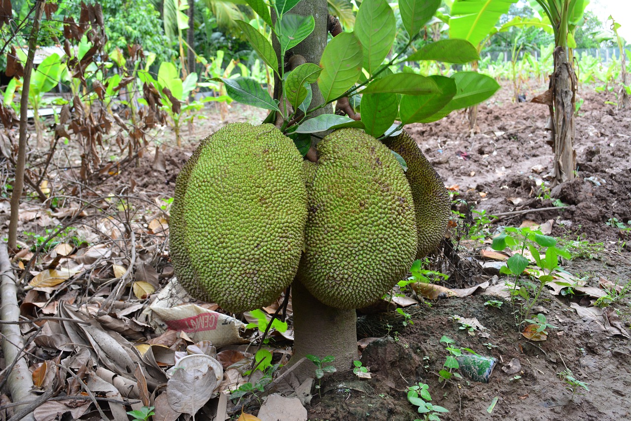 khmer jack fruit cambodia jack fruit khmer fruit free photo