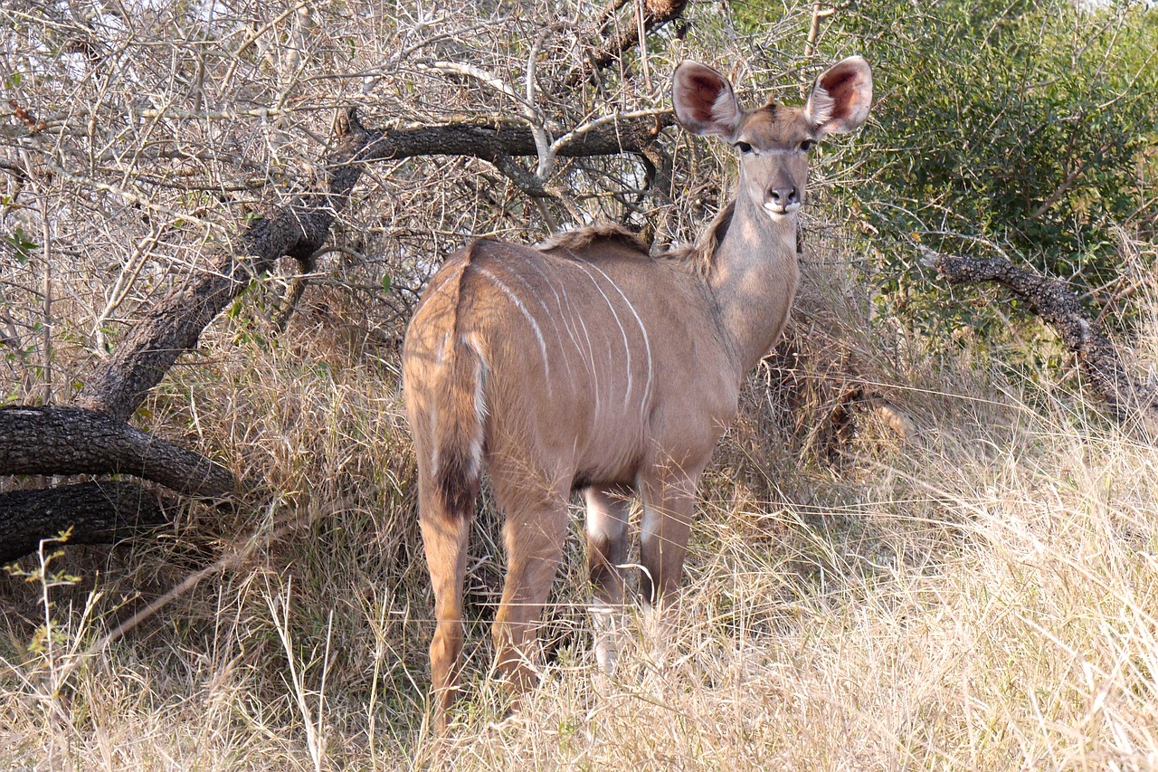 khudu  antelope  safari free photo