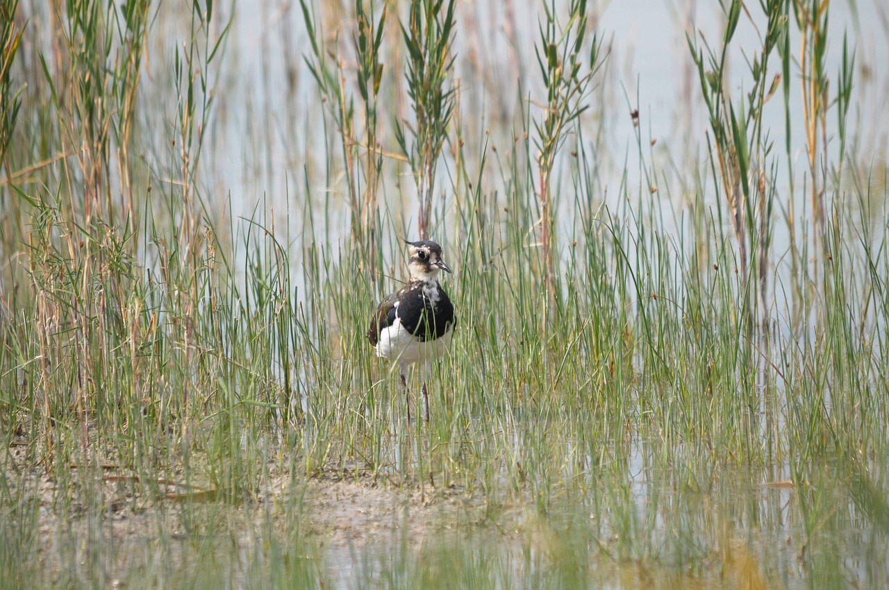 kibitz lake neusiedl burgenland free photo