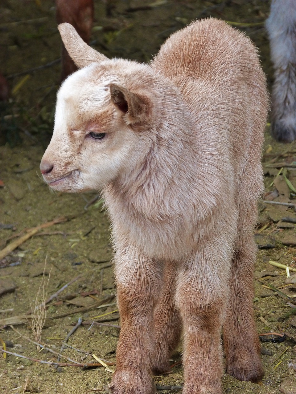 kid goat newborn free photo