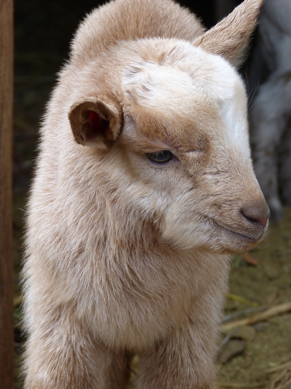 kid breeding goat free photo
