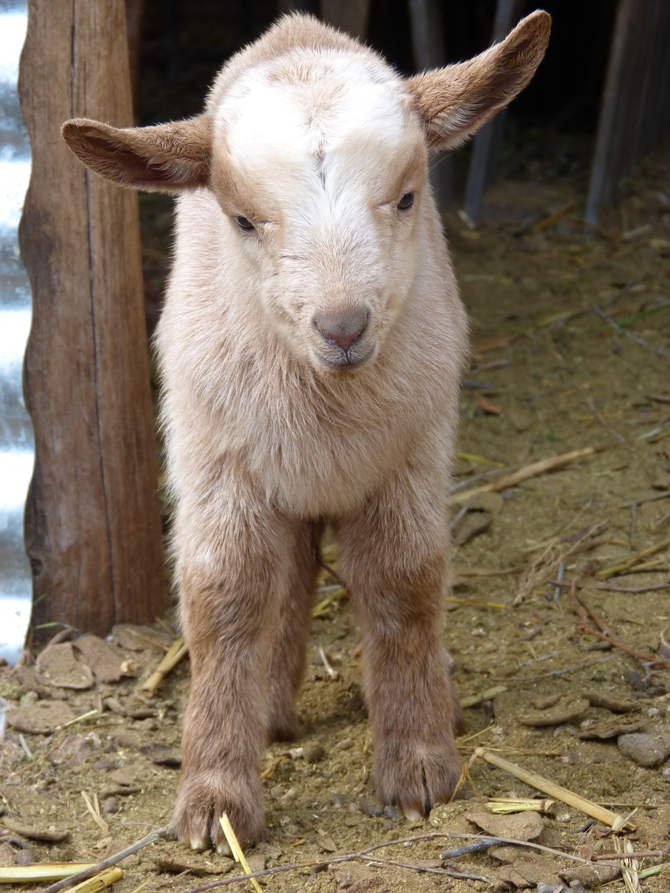 kid goat breeding free photo