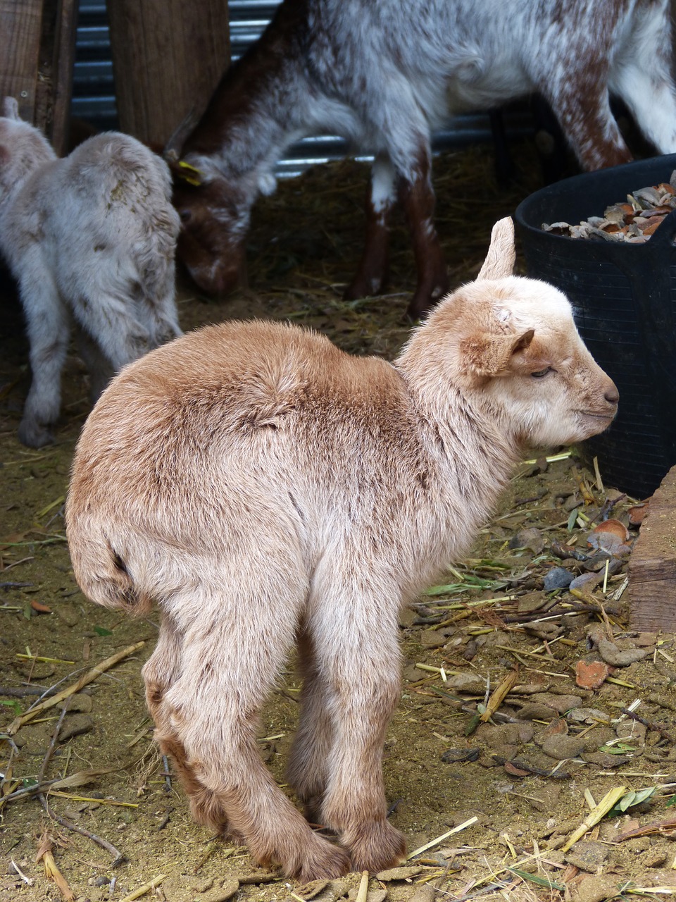 kid goat breeding free photo