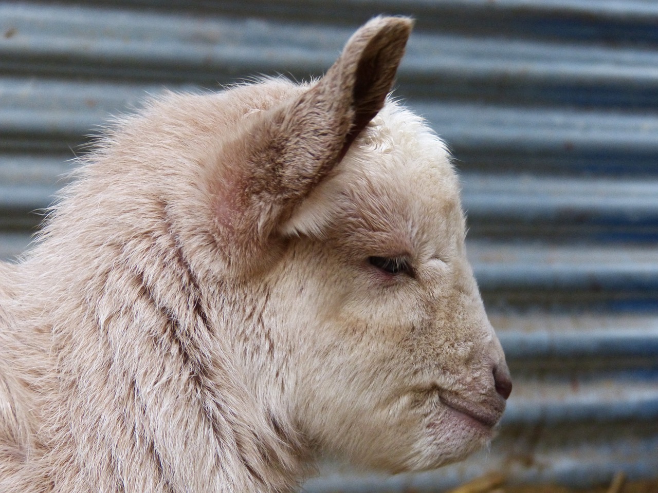 kid goat breeding free photo