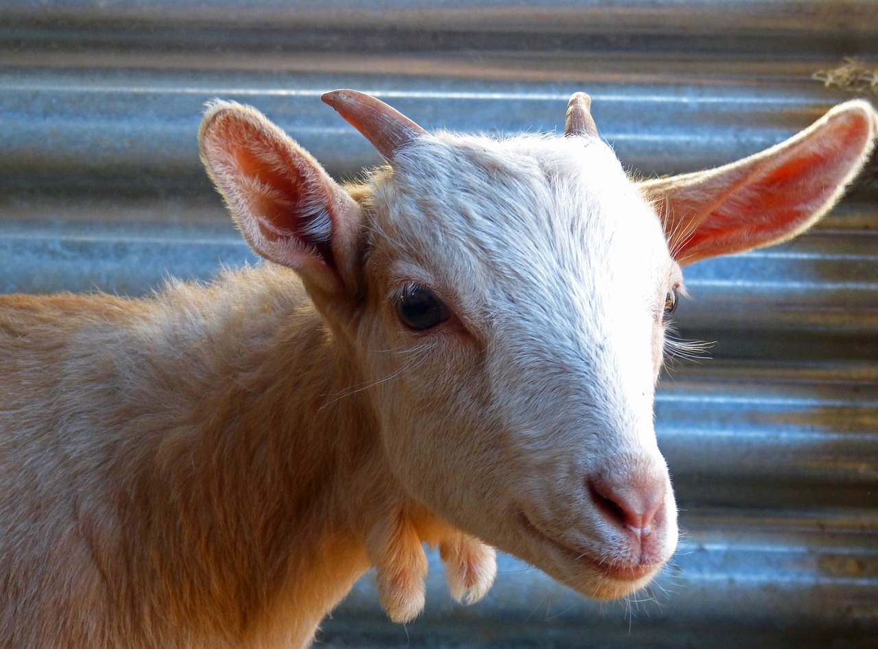 kid goat breeding free photo