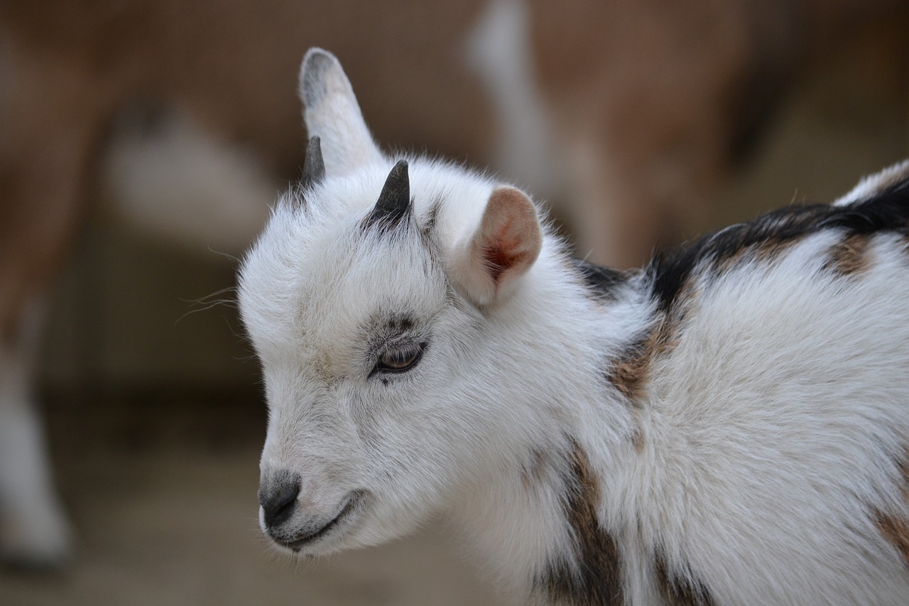 kid goat dwarf goat free photo