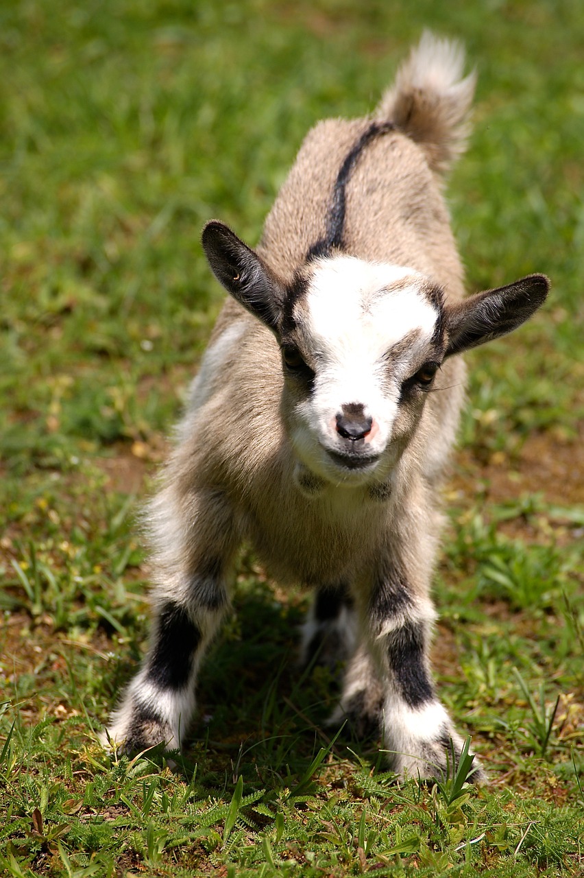kid young animal goat free photo