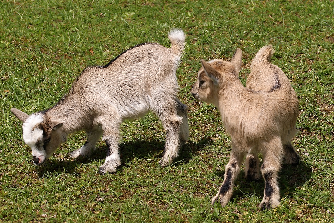 kid young animals goat free photo