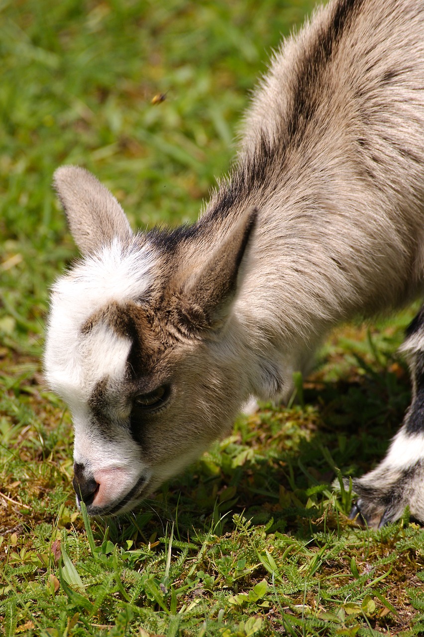 kid young animal goat free photo