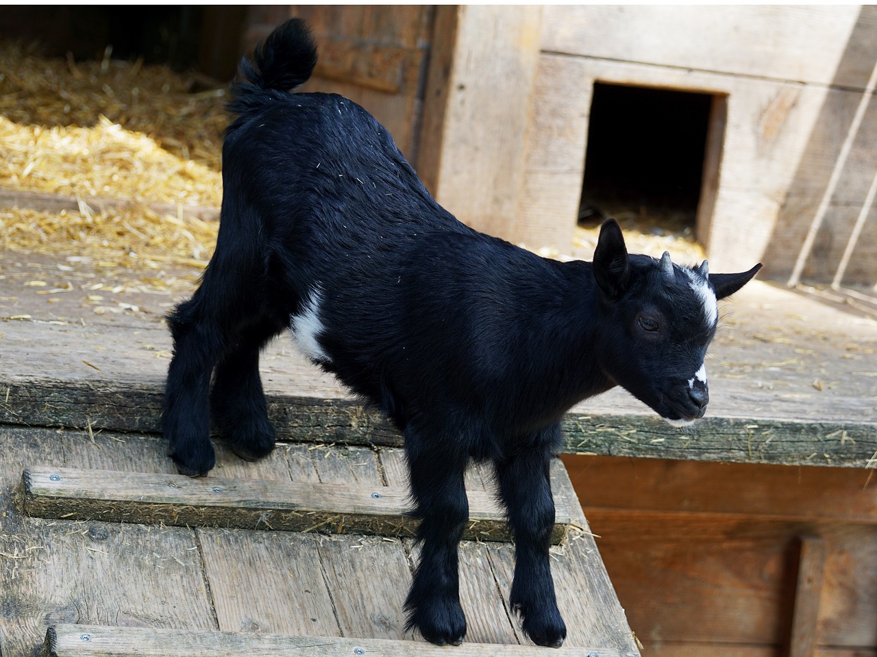 kid young goat goat free photo