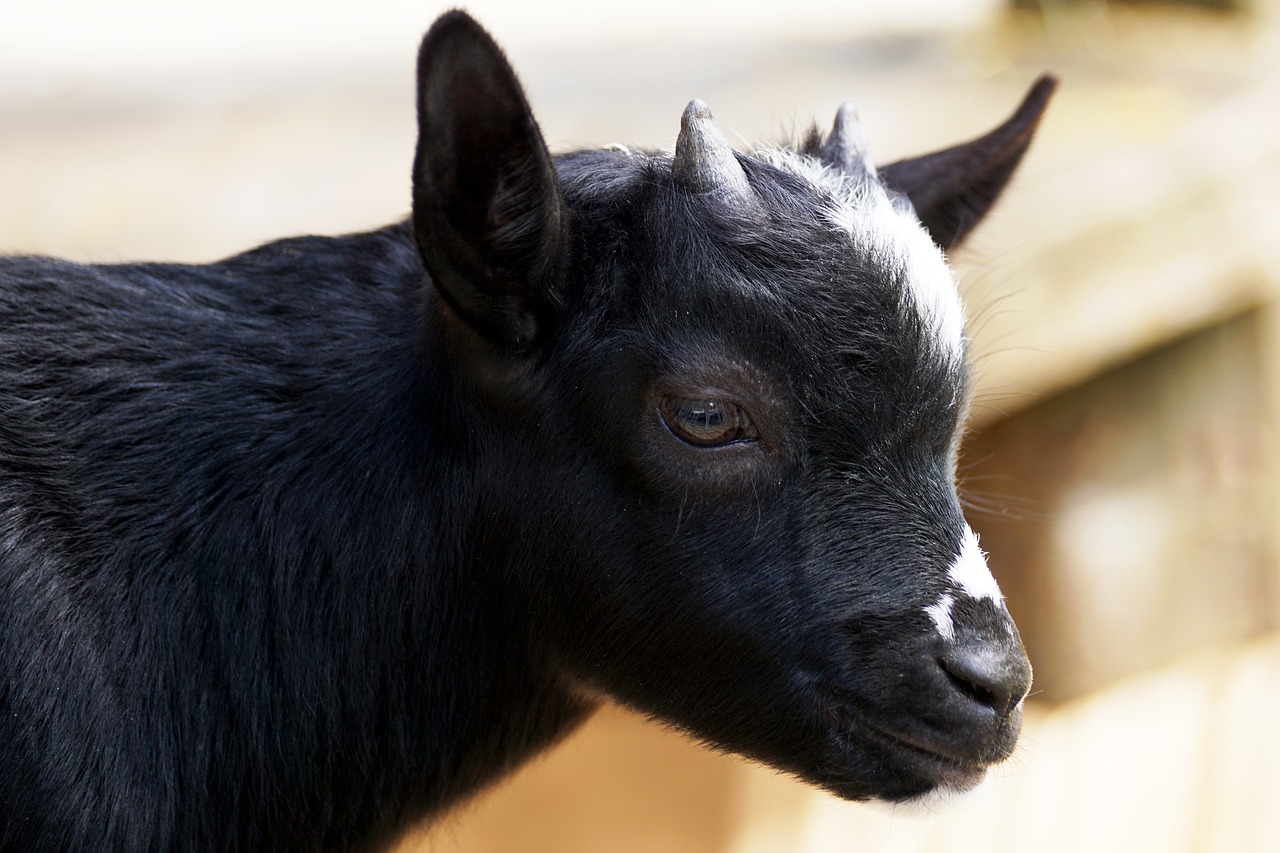 kid young goat goat free photo
