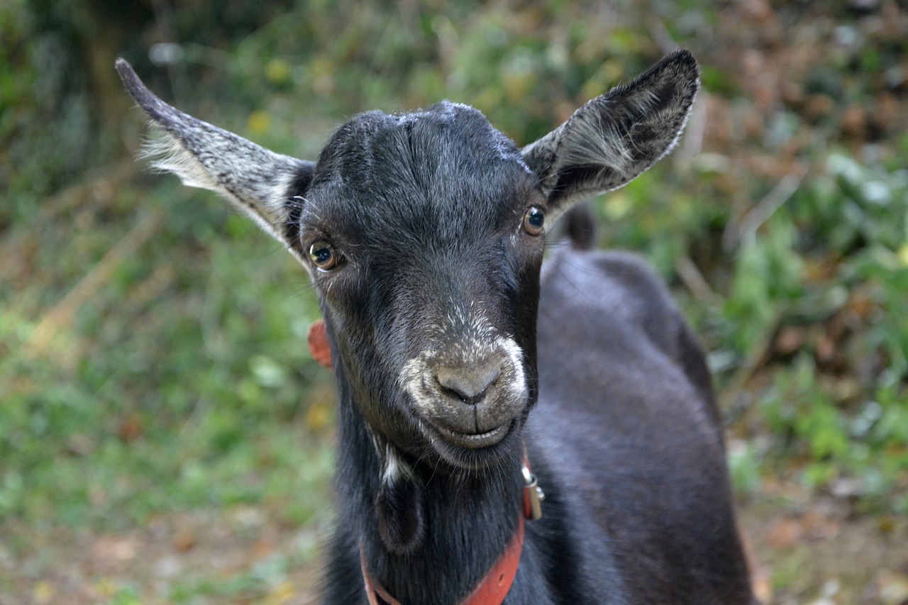 kid goat portrait free photo