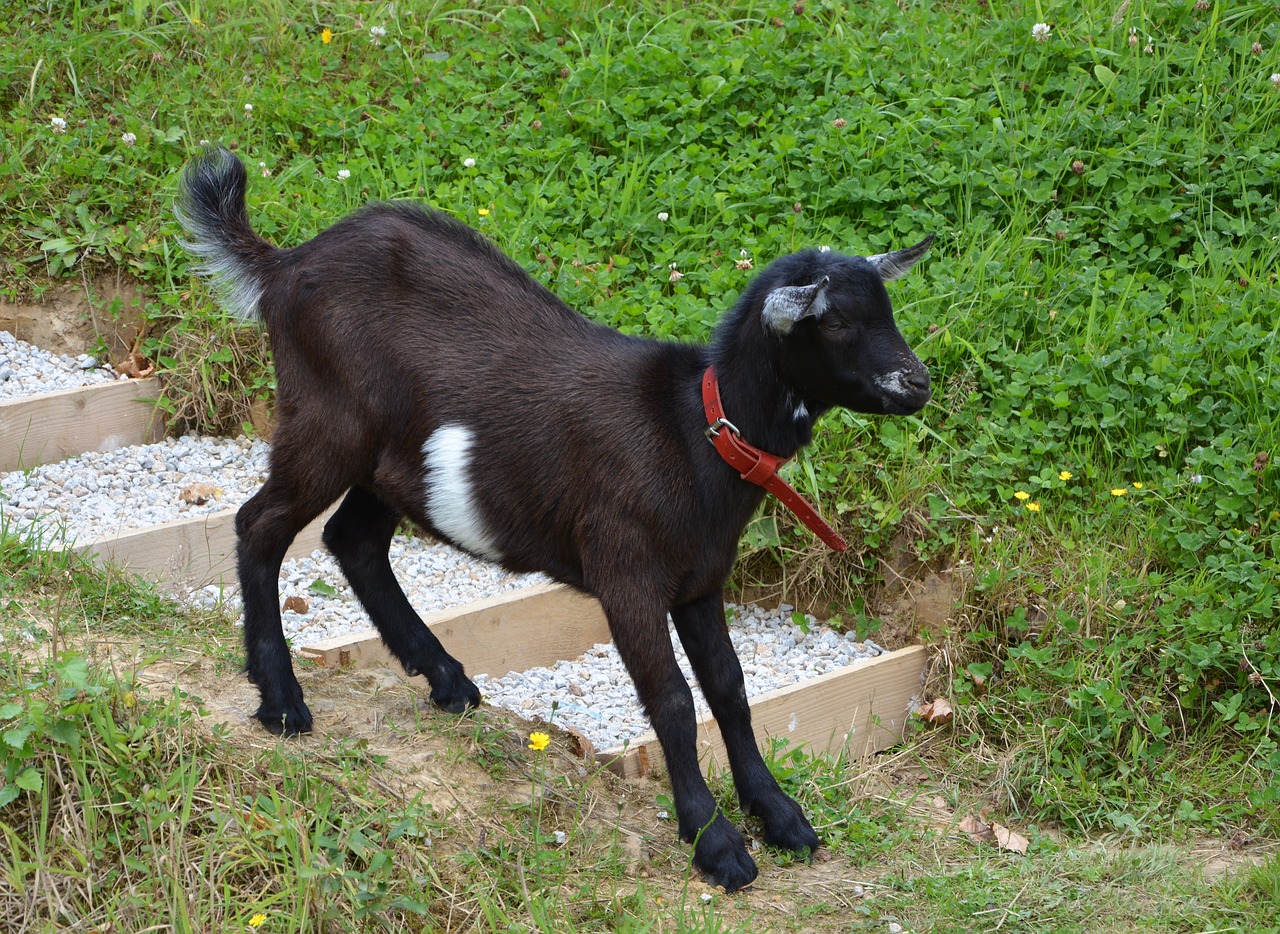 kid goat down stairs free photo