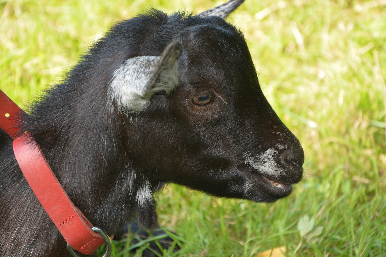 kid baby goat head profile free photo