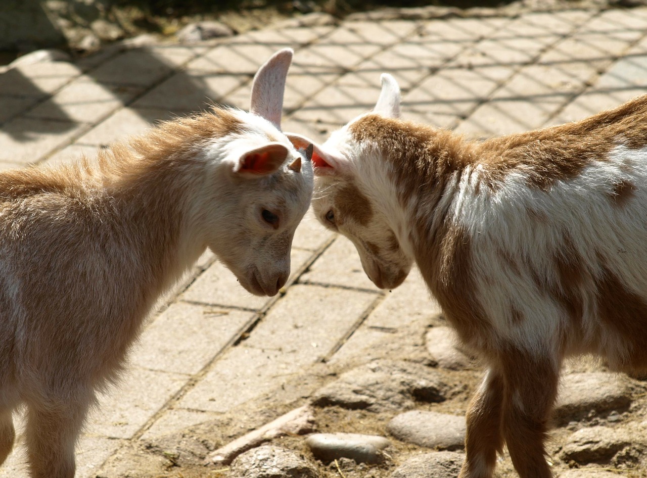 kid goats play free photo