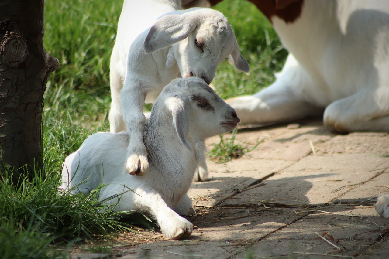 kid  goats  playful free photo