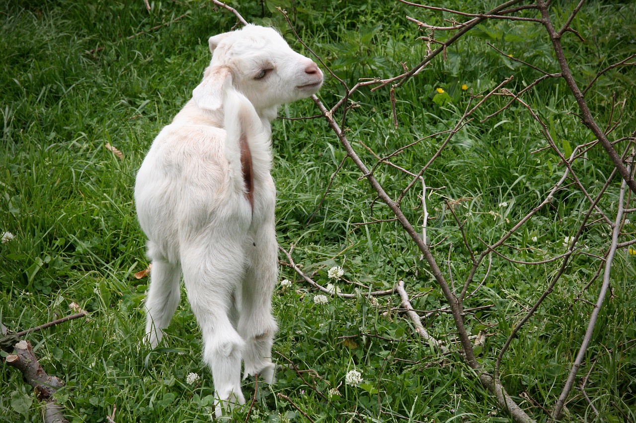 kid  goat  playful free photo