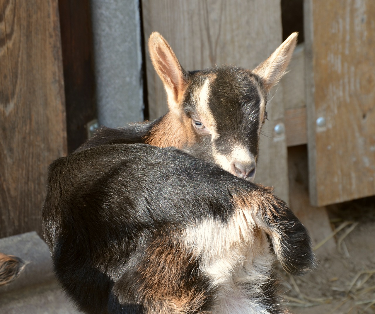 kid goat young animal free photo