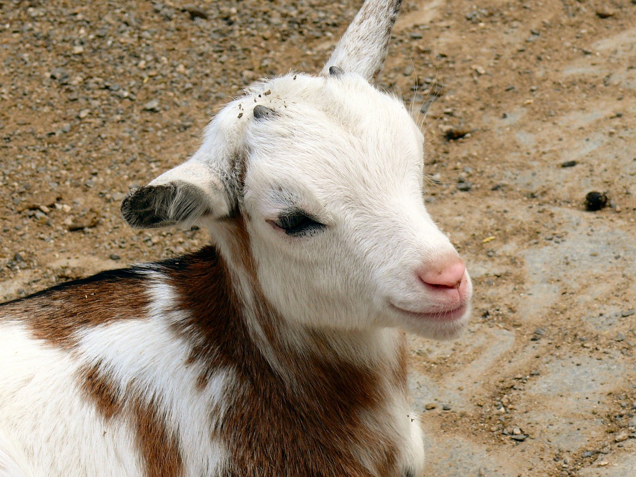 kid goat domestic goat free photo