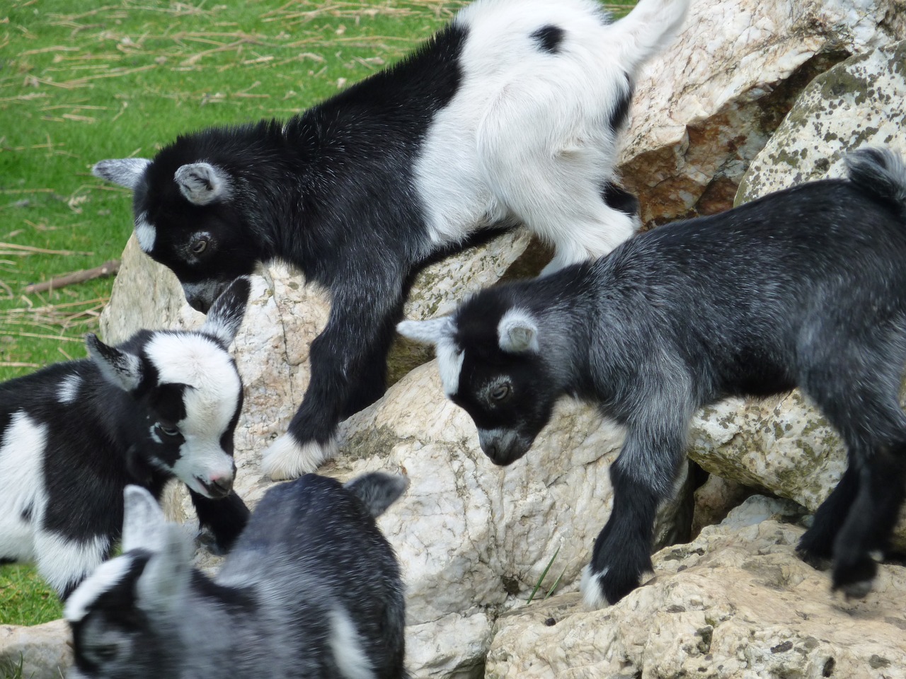 kid goats goats kid free photo