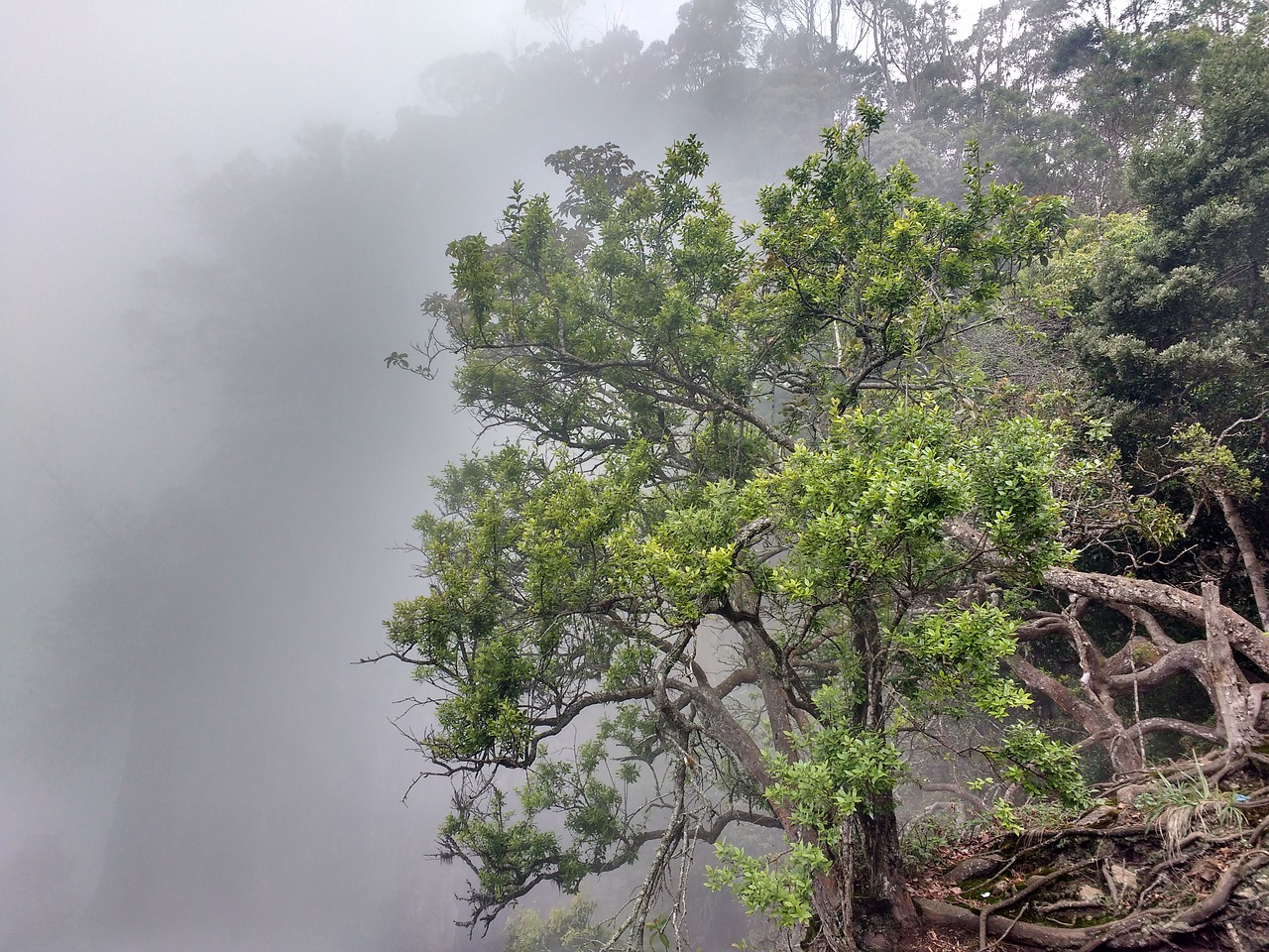 kidaikanal nature mist free photo