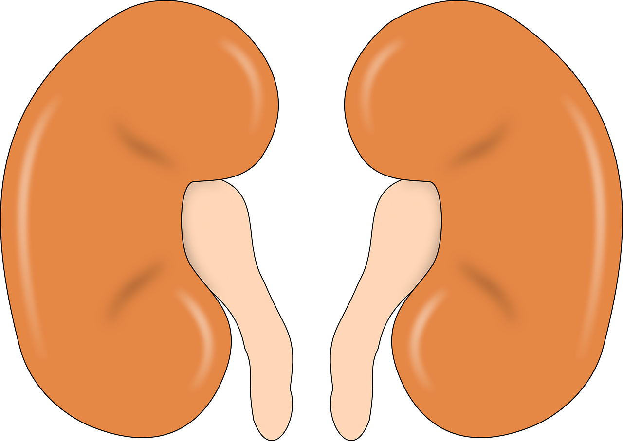 kidney anatomy human free photo