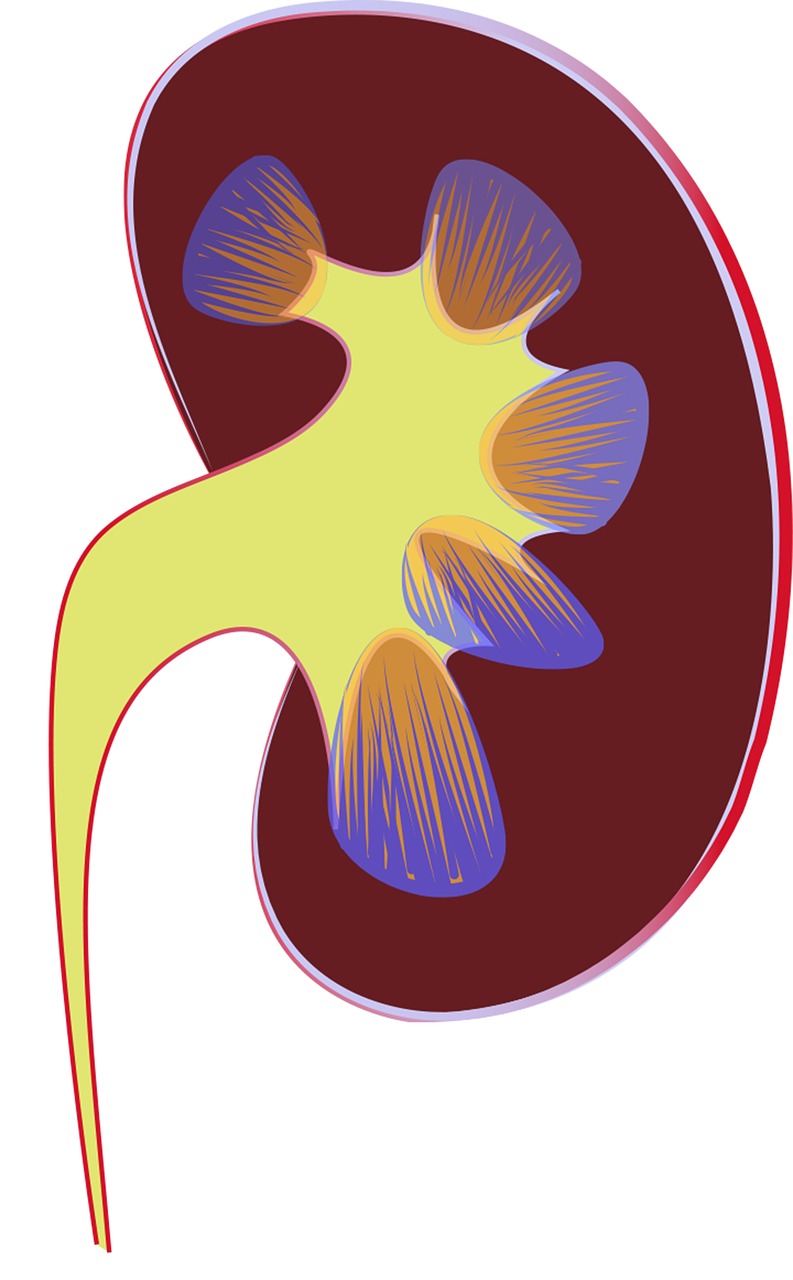 kidney renal medical illustration free photo