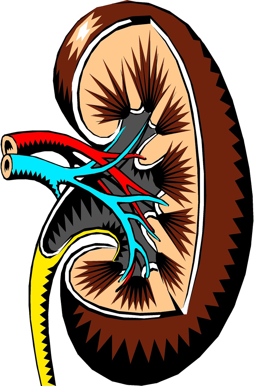 kidney cross-section medical free photo