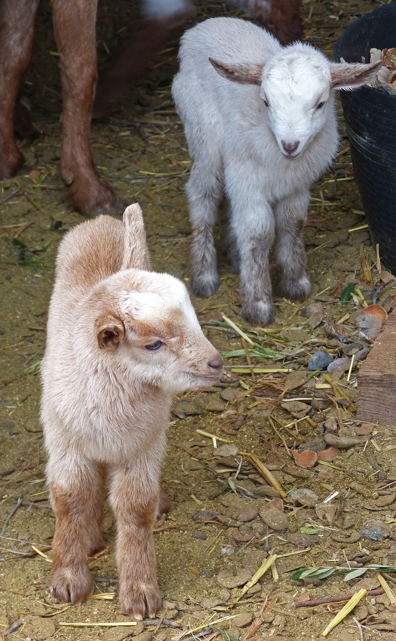kids newborn infants goats free photo
