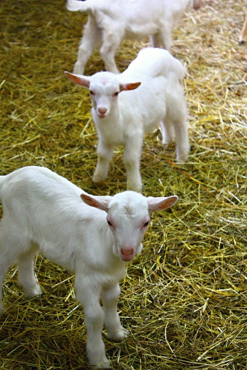 kids goats farm free photo