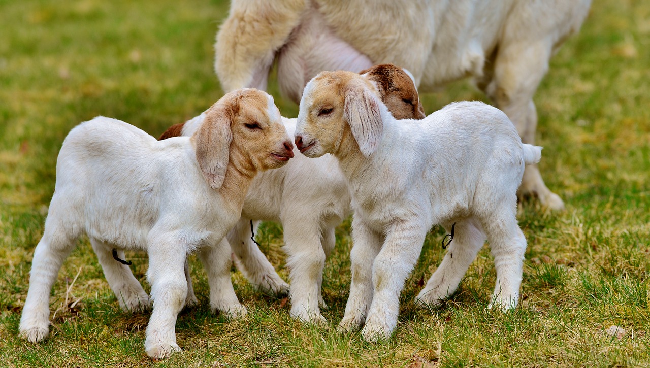 kids  goats  spring free photo