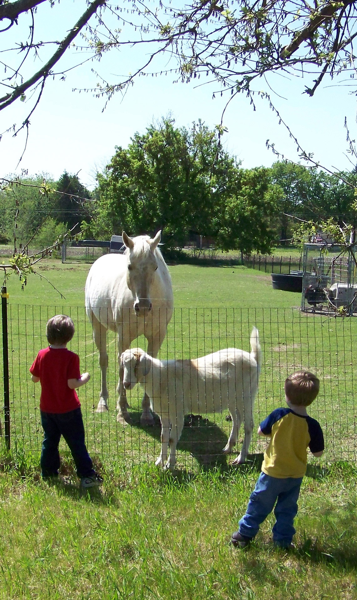 children farming goats free photo