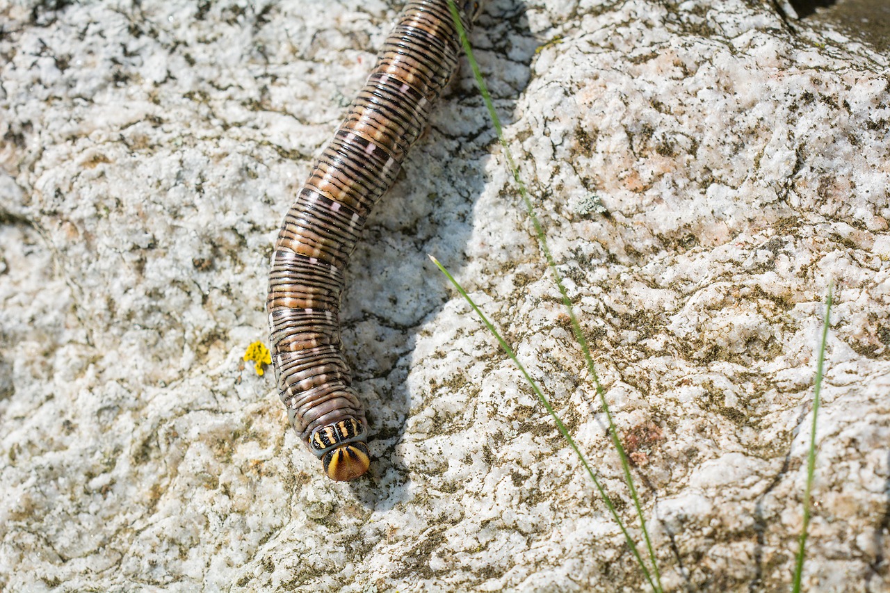 kiefernschwaermer caterpillar sphinx pinastri free photo