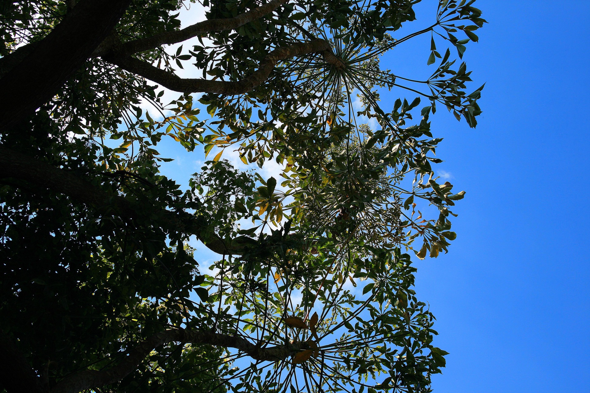 tree from below under free photo