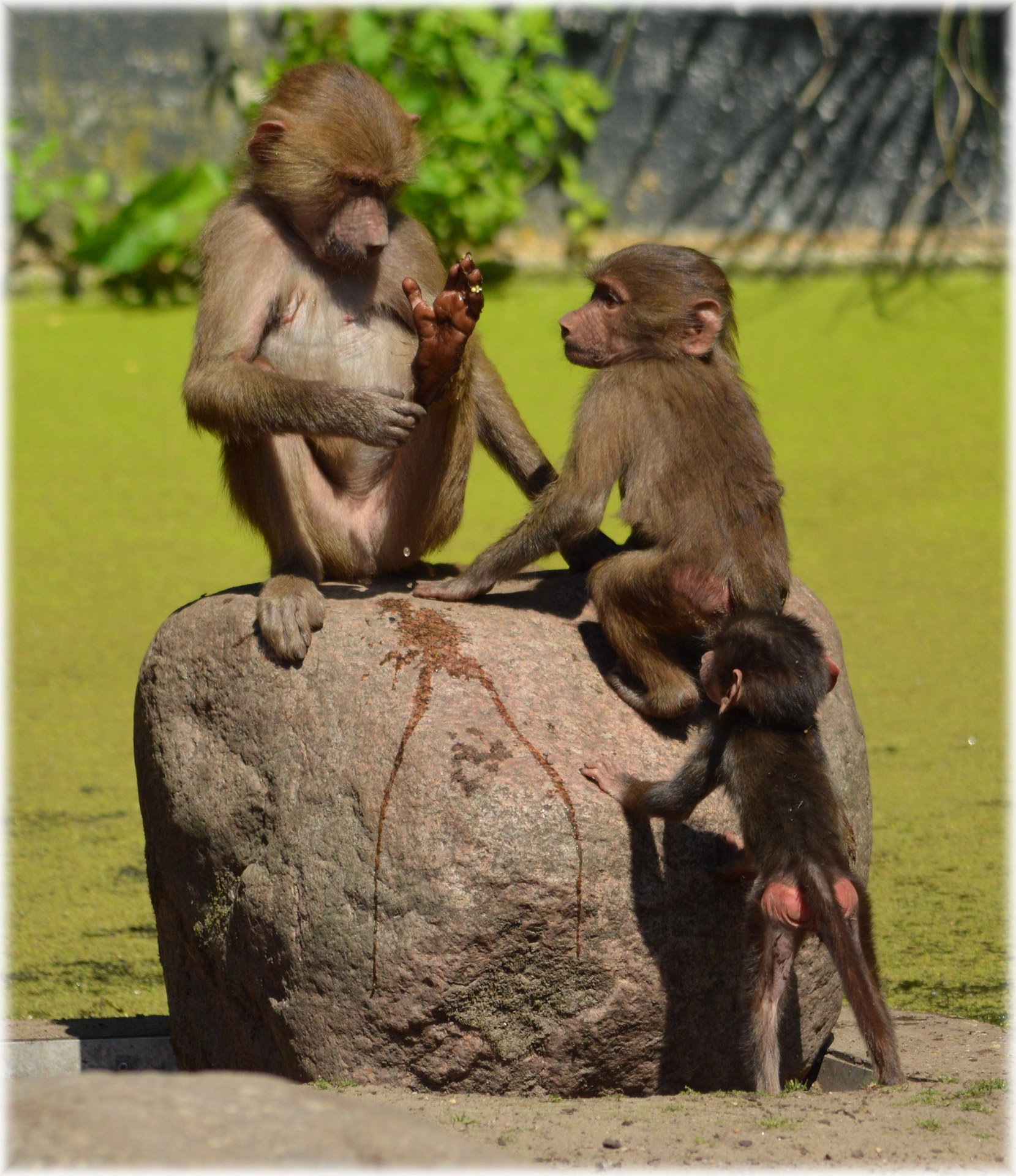 baboon hamadryas baboons monkey free photo